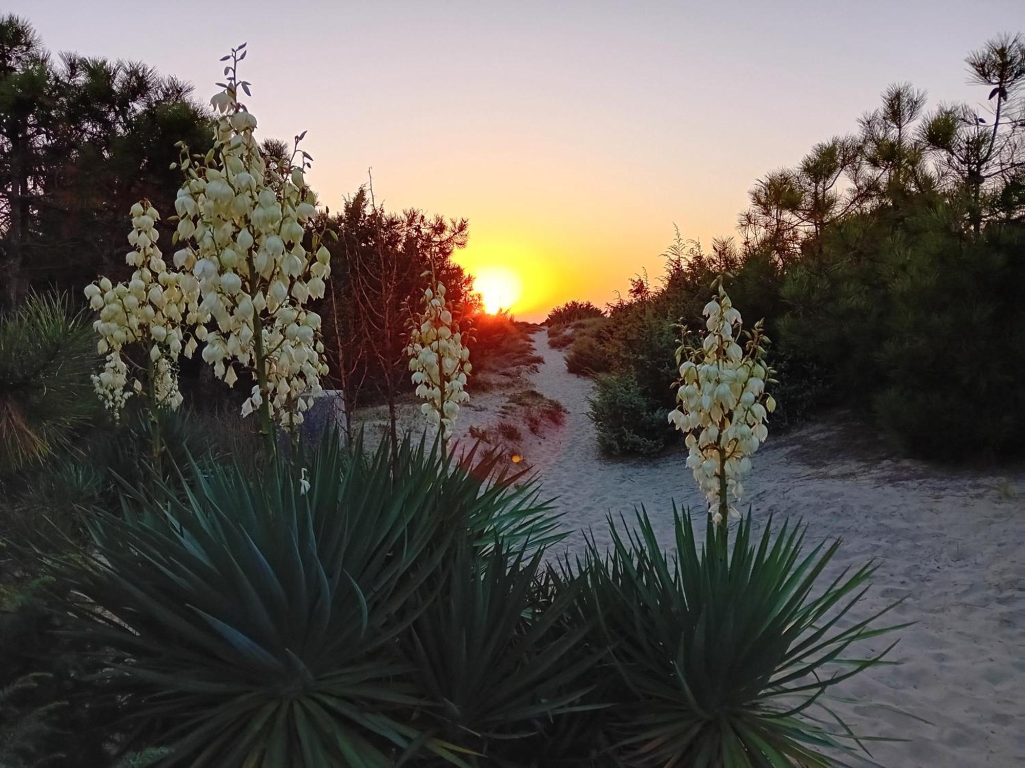 Accesso diretto sul mare con terrazza in parco naturale Calambrone Esterno foto